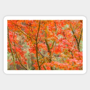 Japanese Maple Sticker